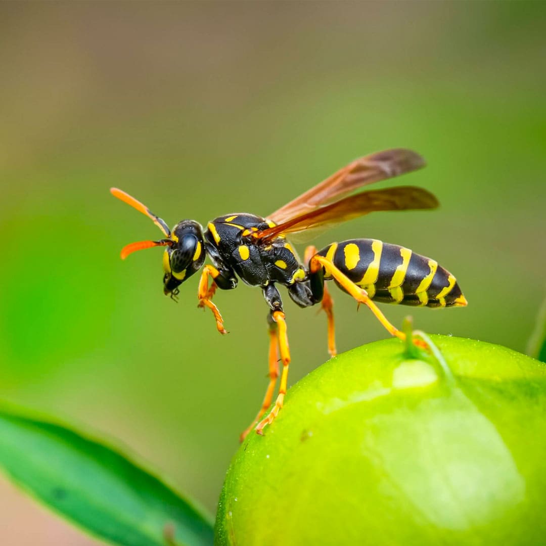 Wasps/Hornets